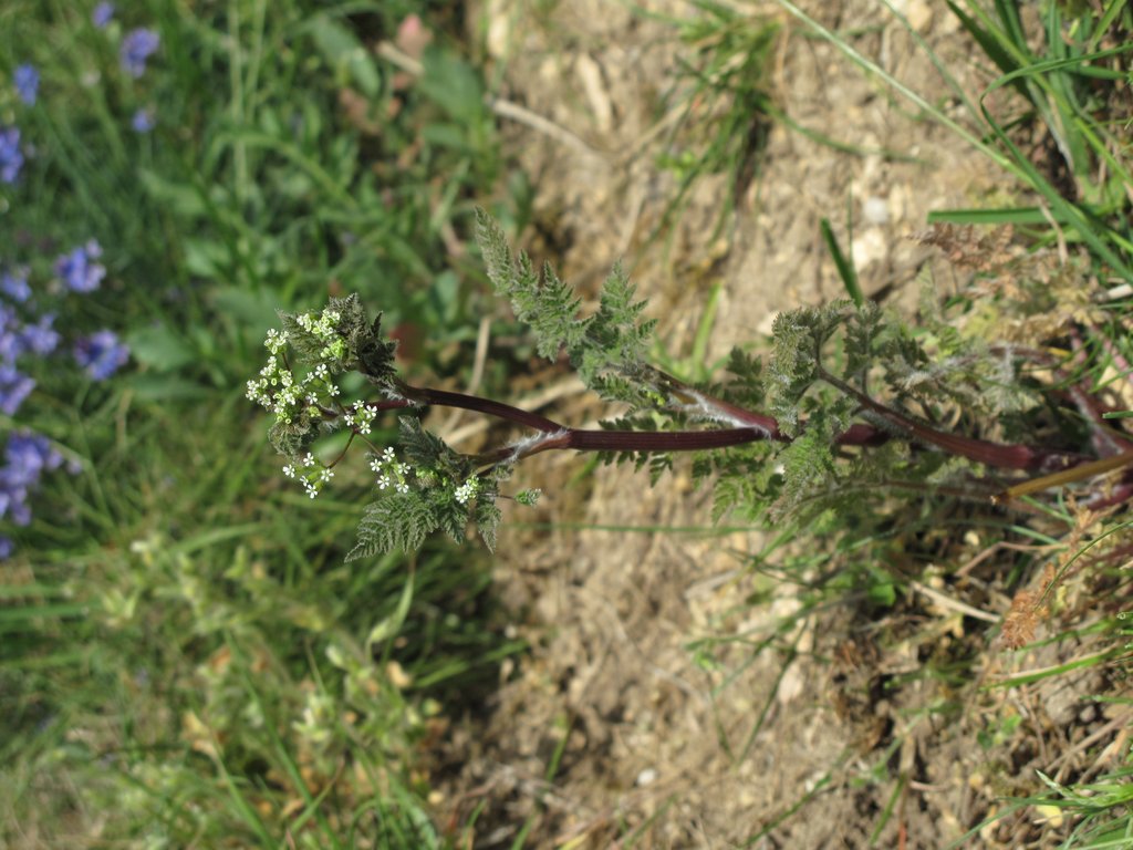 Anthriscus caucalis